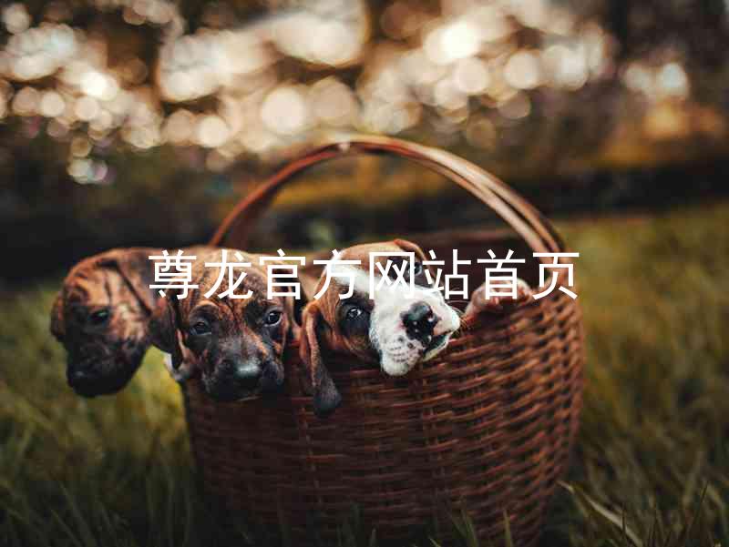 尊龙官方网站首页